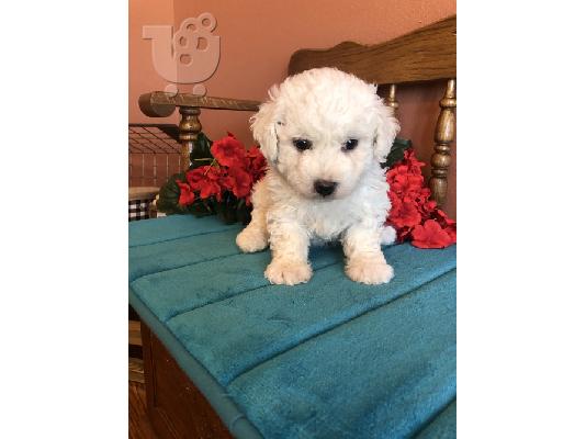 PoulaTo: Bichon Frise Puppies